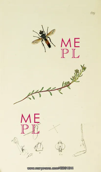 : Curtis British Entomology Plate 629 : Curtis British Entomology Plate 629