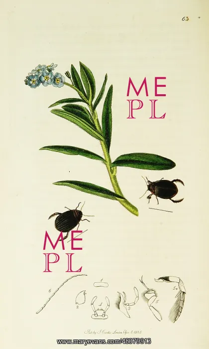: Curtis British Entomology Plate 63 : Curtis British Entomology Plate 63