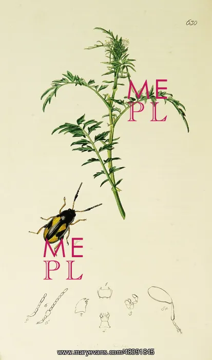 : Curtis British Entomology Plate 630 : Curtis British Entomology Plate 630