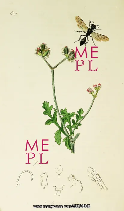 : Curtis British Entomology Plate 632 : Curtis British Entomology Plate 632