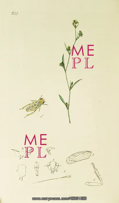 : Curtis British Entomology Plate 633 : Curtis British Entomology Plate 633