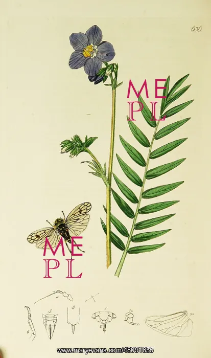 : Curtis British Entomology Plate 636 : Curtis British Entomology Plate 636