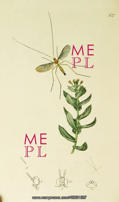 : Curtis British Entomology Plate 637 : Curtis British Entomology Plate 637