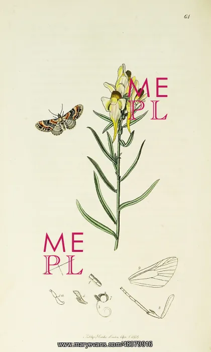 : Curtis British Entomology Plate 64 : Curtis British Entomology Plate 64
