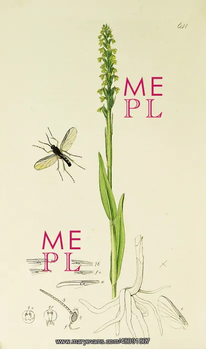 : Curtis British Entomology Plate 641 : Curtis British Entomology Plate 641