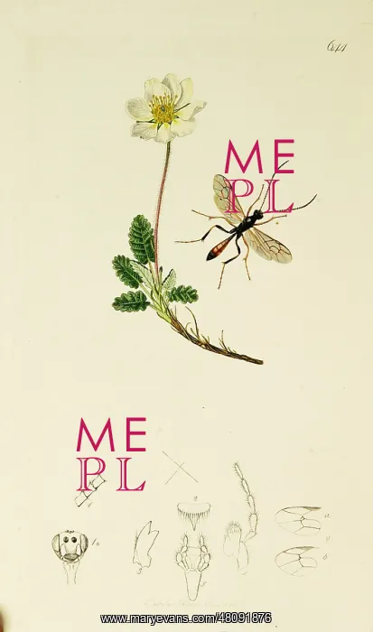 : Curtis British Entomology Plate 644 : Curtis British Entomology Plate 644