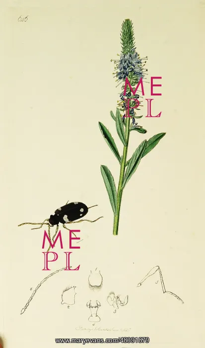 : Curtis British Entomology Plate 646 : Curtis British Entomology Plate 646