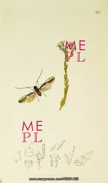 : Curtis British Entomology Plate 648 : Curtis British Entomology Plate 648