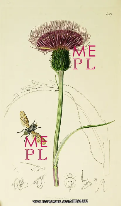 : Curtis British Entomology Plate 649 : Curtis British Entomology Plate 649