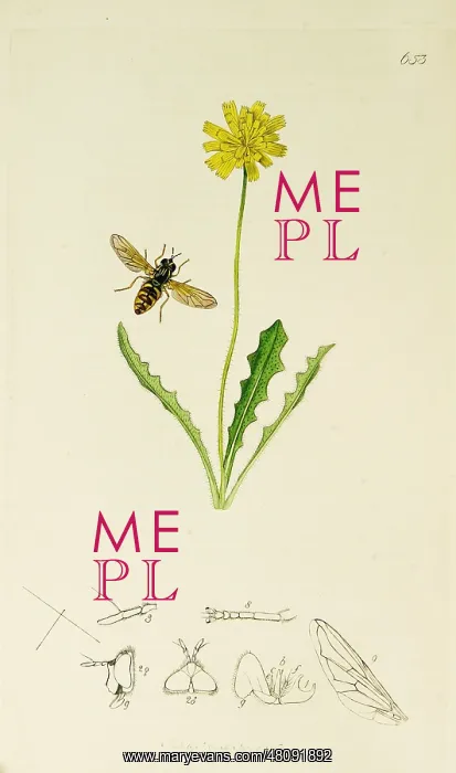 : Curtis British Entomology Plate 653 : Curtis British Entomology Plate 653