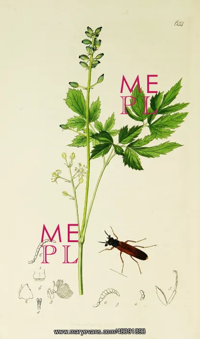 : Curtis British Entomology Plate 654 : Curtis British Entomology Plate 654