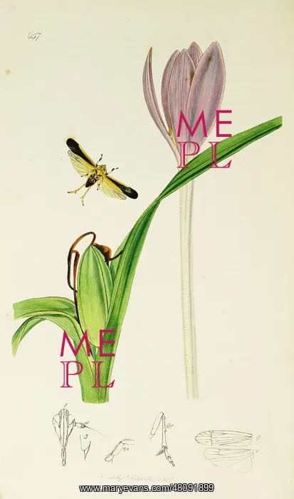 : Curtis British Entomology Plate 657 : Curtis British Entomology Plate 657