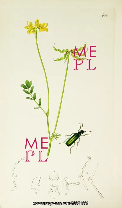 : Curtis British Entomology Plate 658 : Curtis British Entomology Plate 658