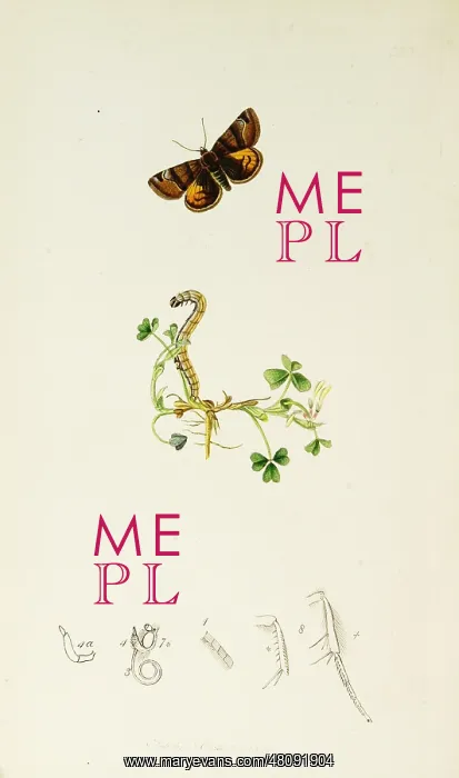 : Curtis British Entomology Plate 659 : Curtis British Entomology Plate 659