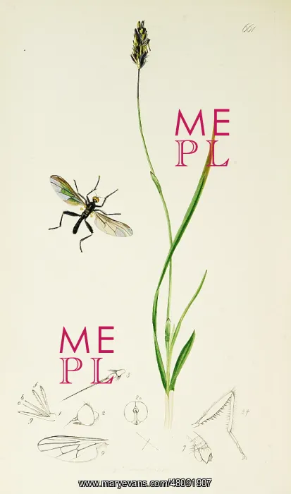 : Curtis British Entomology Plate 661 : Curtis British Entomology Plate 661