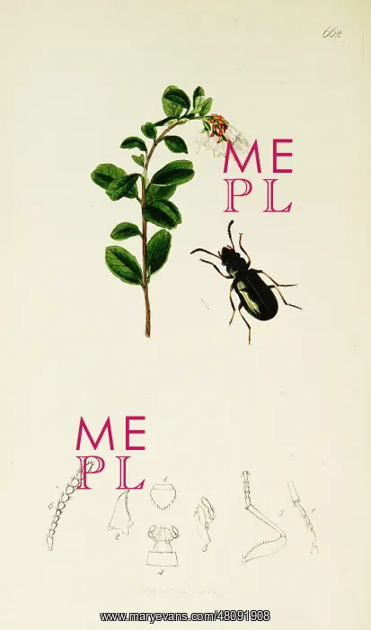 : Curtis British Entomology Plate 662 : Curtis British Entomology Plate 662