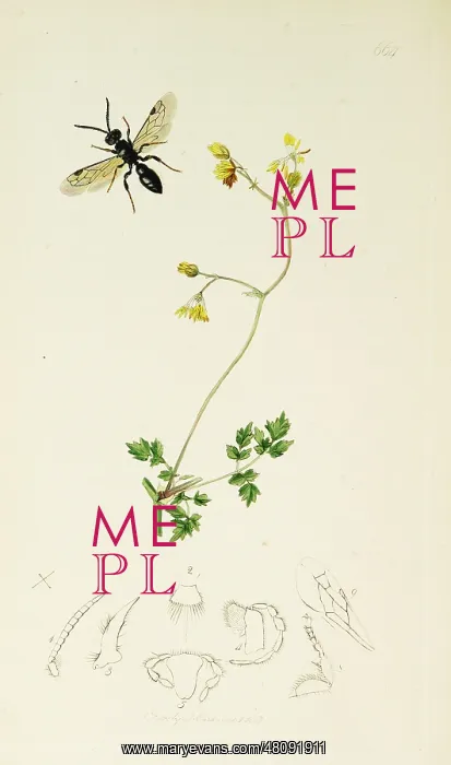 : Curtis British Entomology Plate 664 : Curtis British Entomology Plate 664