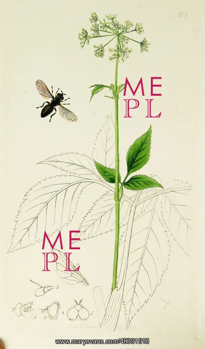 : Curtis British Entomology Plate 669 : Curtis British Entomology Plate 669