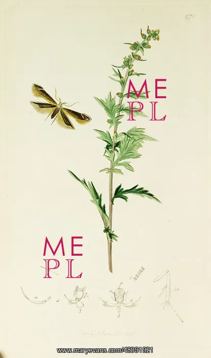 : Curtis British Entomology Plate 671 : Curtis British Entomology Plate 671