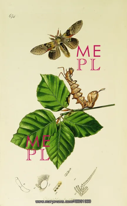 : Curtis British Entomology Plate 674 : Curtis British Entomology Plate 674