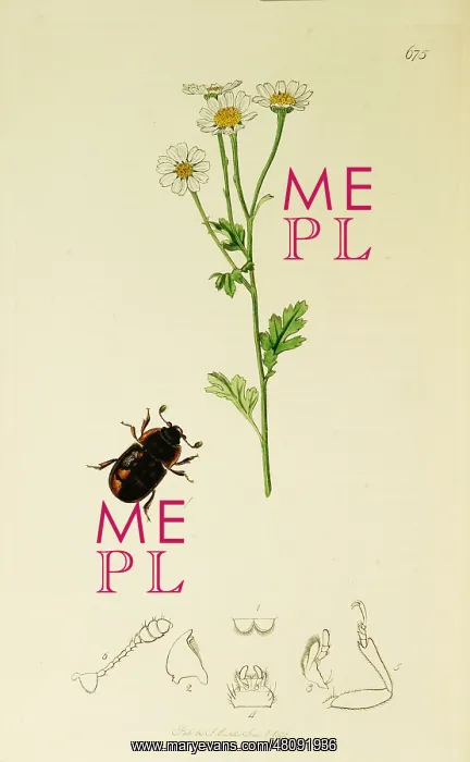  : Curtis British Entomology Plate 675