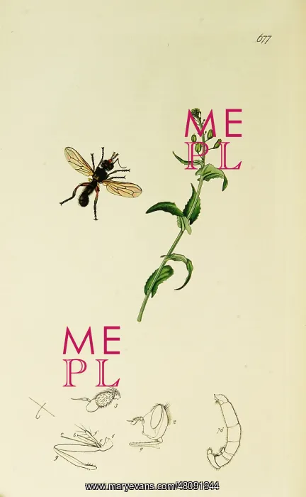 : Curtis British Entomology Plate 677 : Curtis British Entomology Plate 677