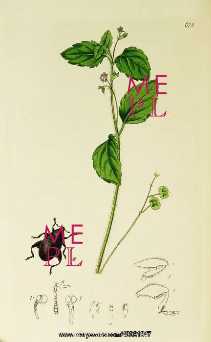 : Curtis British Entomology Plate 678 : Curtis British Entomology Plate 678