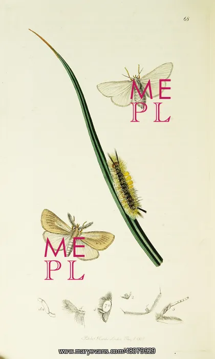 : Curtis British Entomology Plate 68 : Curtis British Entomology Plate 68