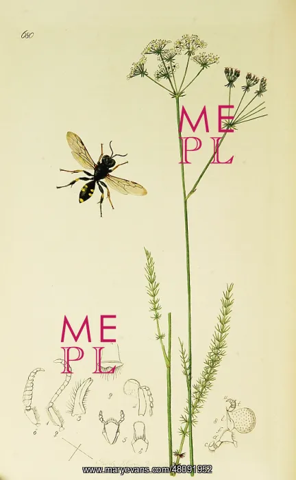 : Curtis British Entomology Plate 680 : Curtis British Entomology Plate 680