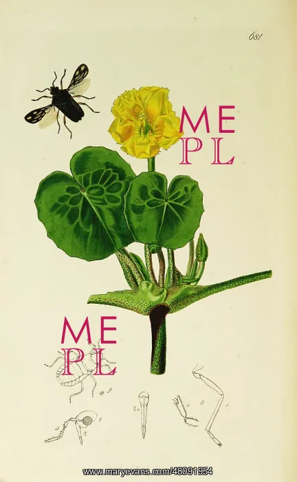 : Curtis British Entomology Plate 681 : Curtis British Entomology Plate 681