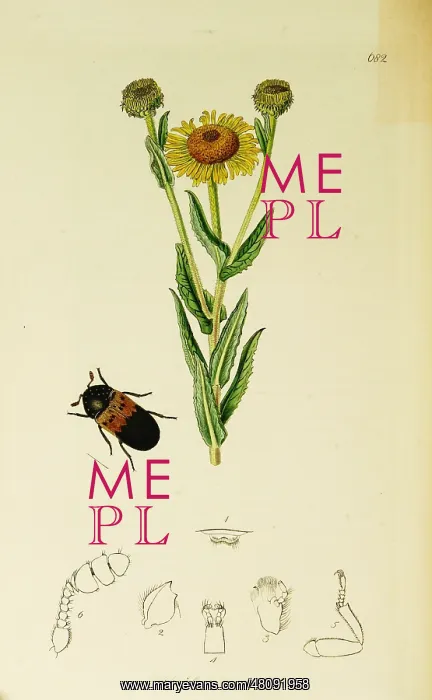 : Curtis British Entomology Plate 682 : Curtis British Entomology Plate 682