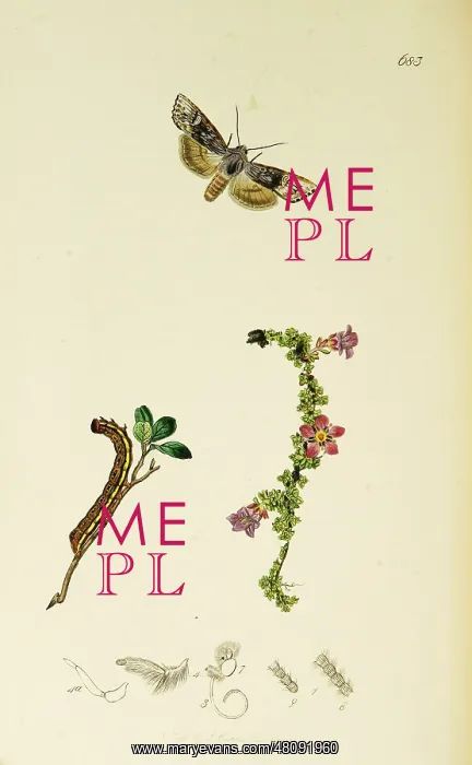 : Curtis British Entomology Plate 683 : Curtis British Entomology Plate 683