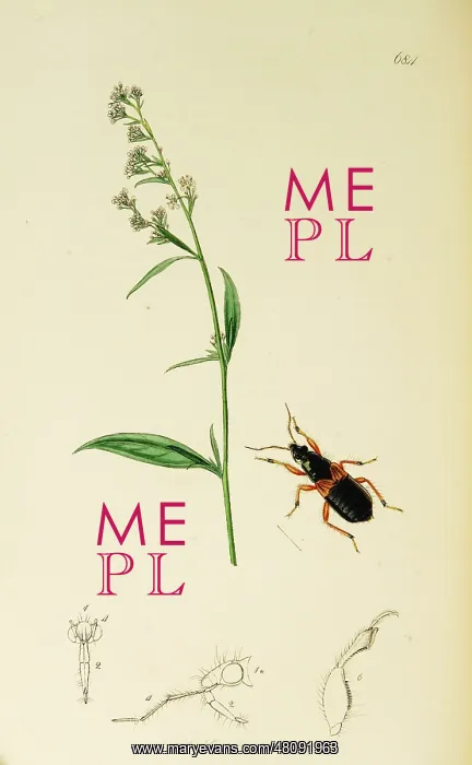 : Curtis British Entomology Plate 684 : Curtis British Entomology Plate 684