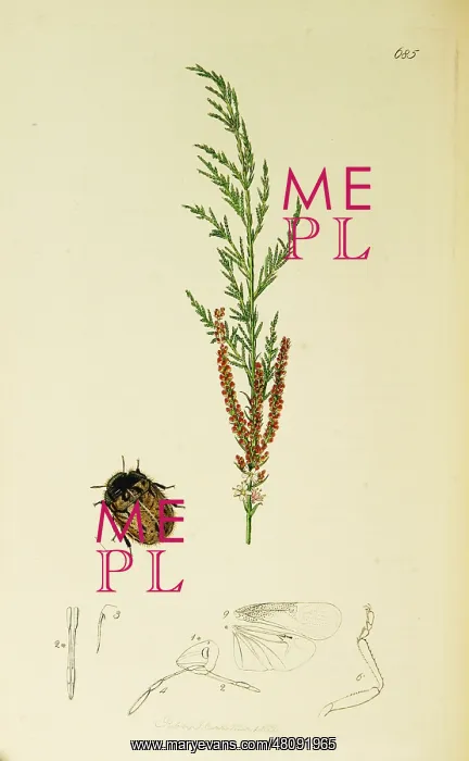 : Curtis British Entomology Plate 685 : Curtis British Entomology Plate 685