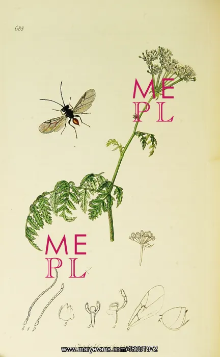 : Curtis British Entomology Plate 688 : Curtis British Entomology Plate 688