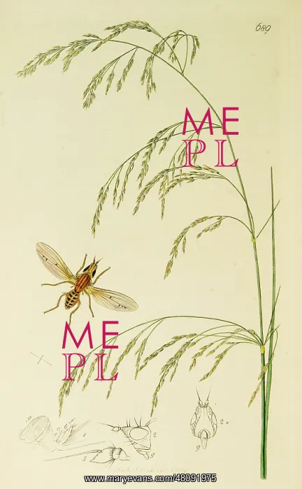 : Curtis British Entomology Plate 689 : Curtis British Entomology Plate 689
