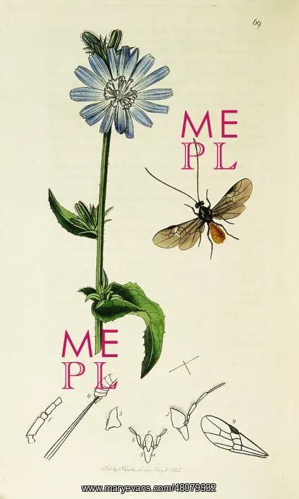 : Curtis British Entomology Plate 69 : Curtis British Entomology Plate 69