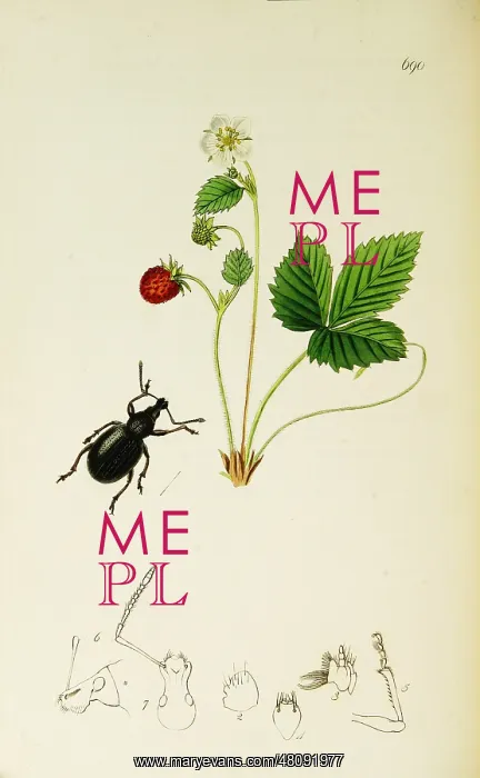 : Curtis British Entomology Plate 690 : Curtis British Entomology Plate 690