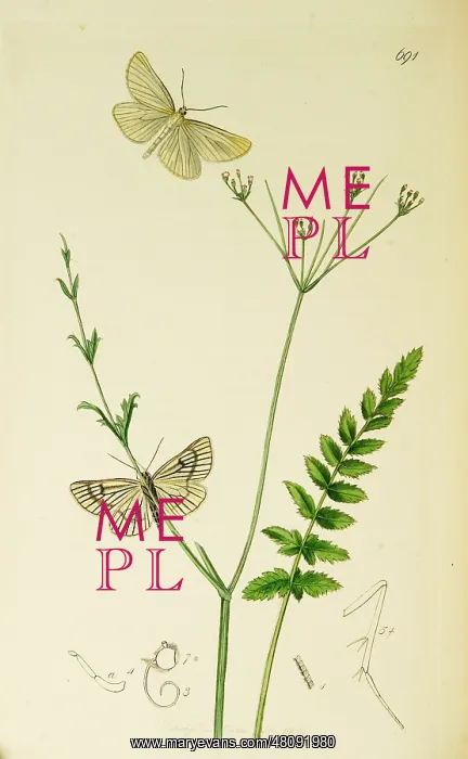 : Curtis British Entomology Plate 691 : Curtis British Entomology Plate 691