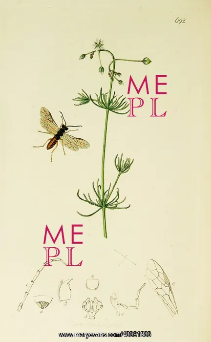 : Curtis British Entomology Plate 692 : Curtis British Entomology Plate 692