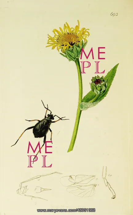  : Curtis British Entomology Plate 693