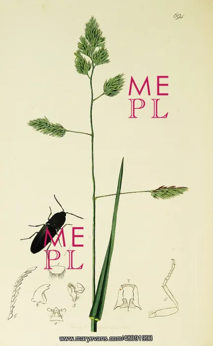 : Curtis British Entomology Plate 694 : Curtis British Entomology Plate 694