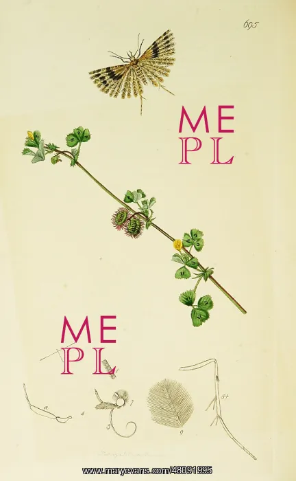  : Curtis British Entomology Plate 695