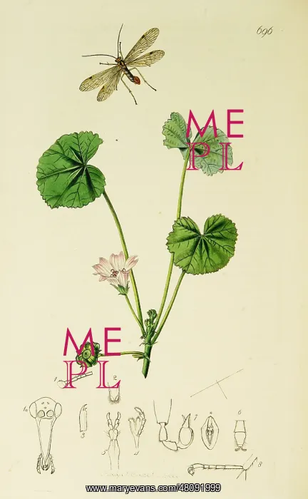: Curtis British Entomology Plate 696 : Curtis British Entomology Plate 696