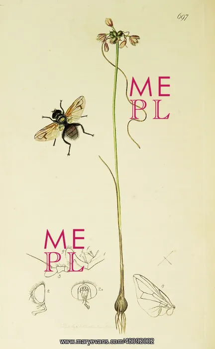 : Curtis British Entomology Plate 697 : Curtis British Entomology Plate 697