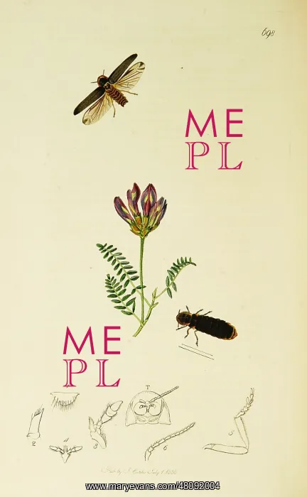 : Curtis British Entomology Plate 698 : Curtis British Entomology Plate 698