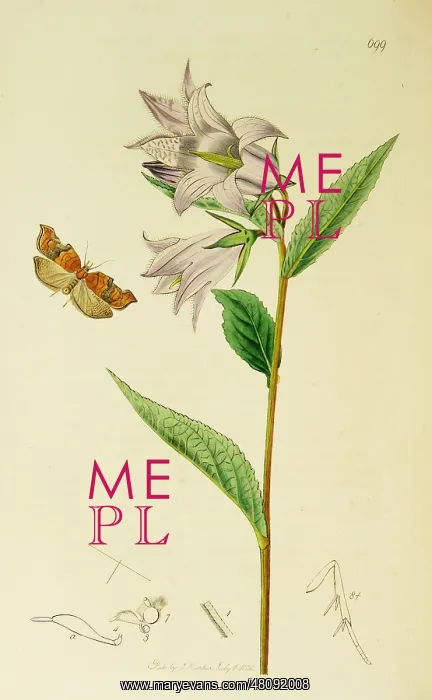 : Curtis British Entomology Plate 699 : Curtis British Entomology Plate 699