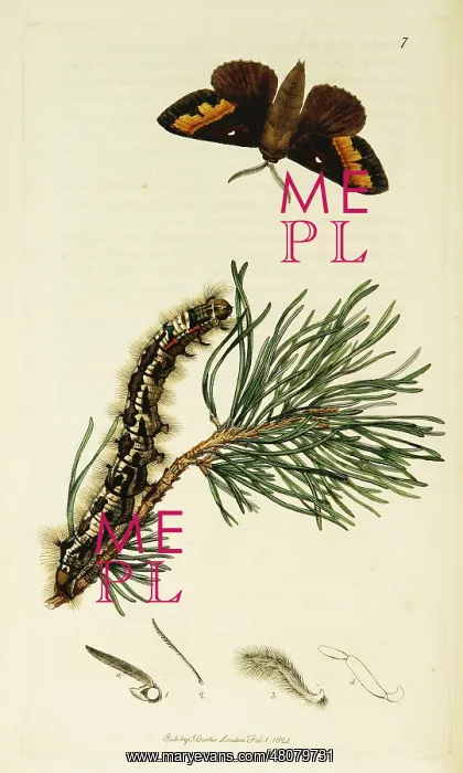 : Curtis British Entomology Plate 7 : Curtis British Entomology Plate 7
