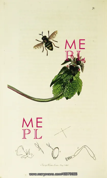 : Curtis British Entomology Plate 70 : Curtis British Entomology Plate 70