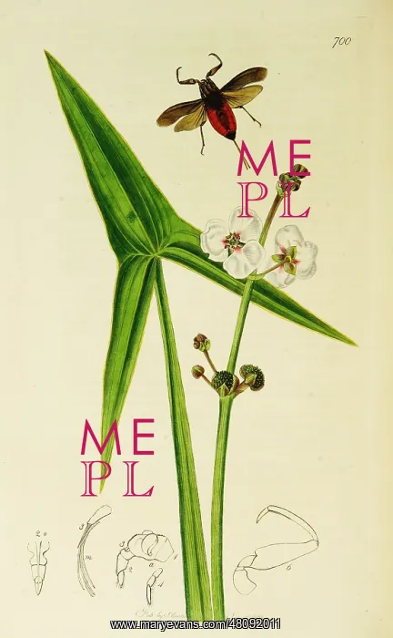  : Curtis British Entomology Plate 700